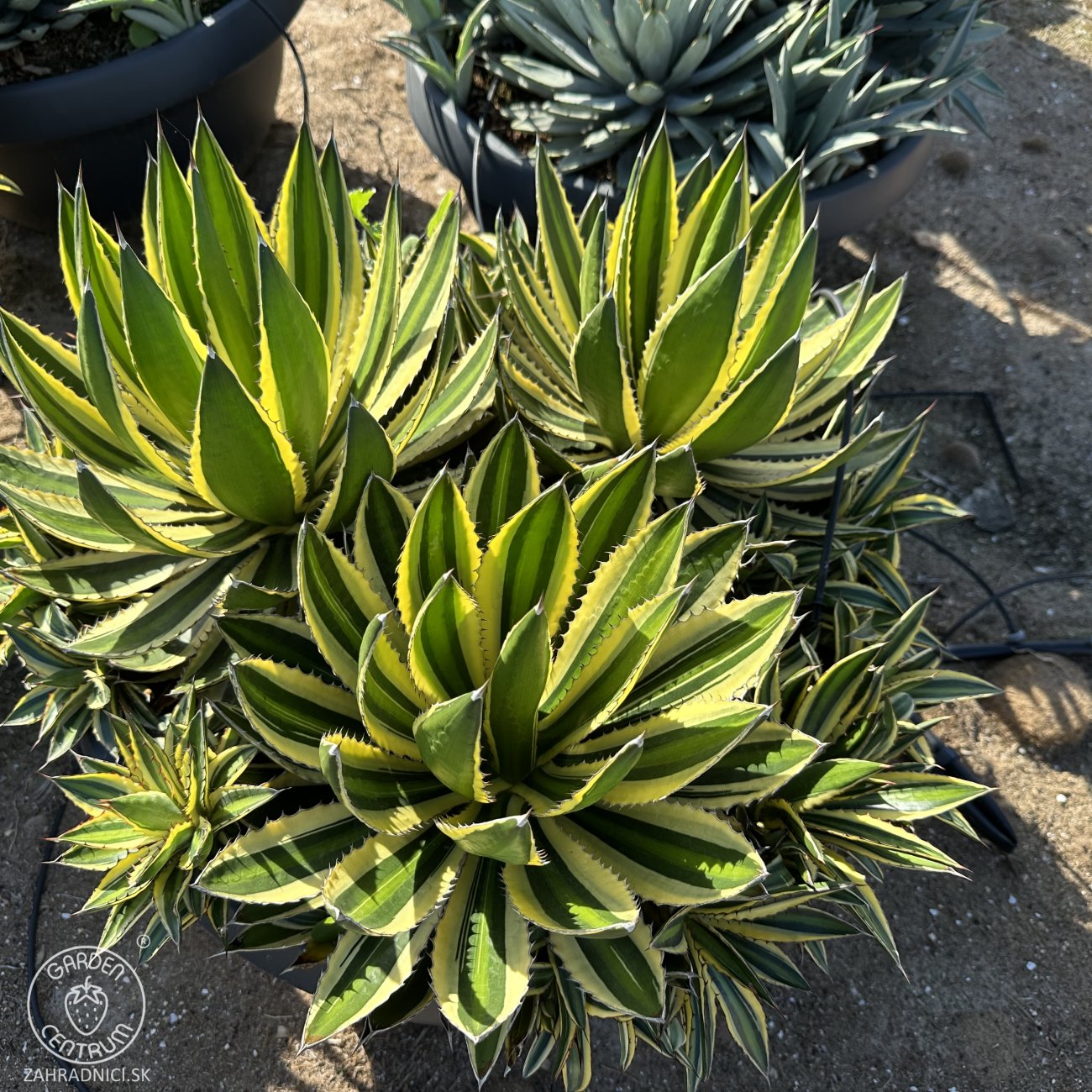 Obrázok Agáva hrebeňovitá (Agave Lophantha) ´QUADRICOLOR´ - výška 20-30 cm, Ø 50-60 cm, kont. C50L (-6°C)